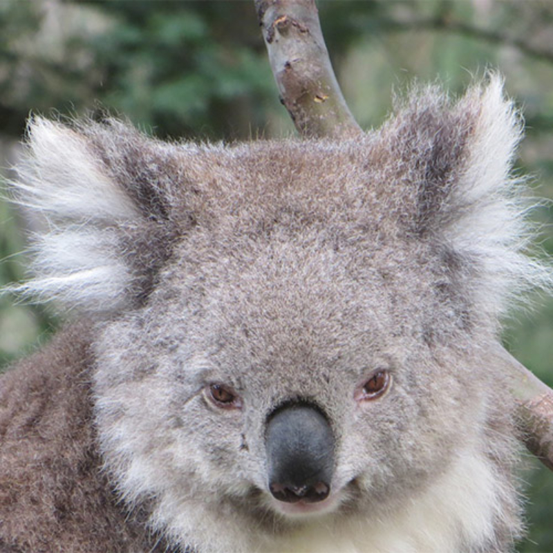 Koala Native Wildlife Animal Marsupial Australia